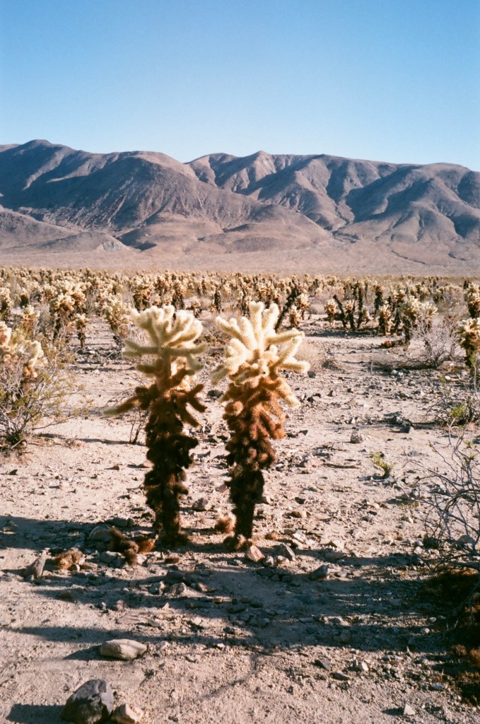 DIANA LUNA GUZMAN photography Joshua Tree, 2022