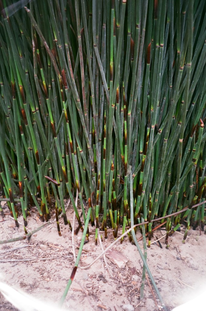 DIANA LUNA GUZMAN 35mm analog photography Carpinteria, 2022