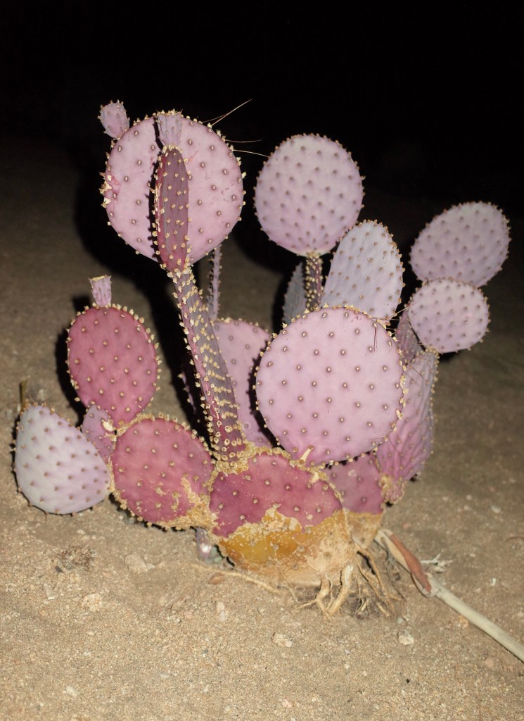 DIANA LUNA GUZMAN 35mm analog photography Joshua Tree, 2022